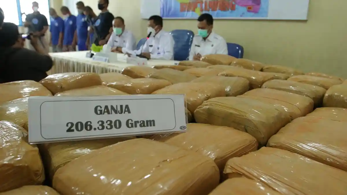 Diangkut Pakai Avanza, 206 Kg Ganja Diamankan di Rumah Makan Kawasan Tegineneng