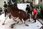 Antri Untuk Mendapatkan Daging Qurban di Jakarta