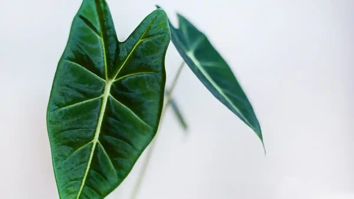 Cara Merawat Tanaman Hias, Ini Penyebab dan Cara Menangani Akar Alocasia yang Busuk