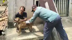 Anjing-Disuntik-Rabies.jpg