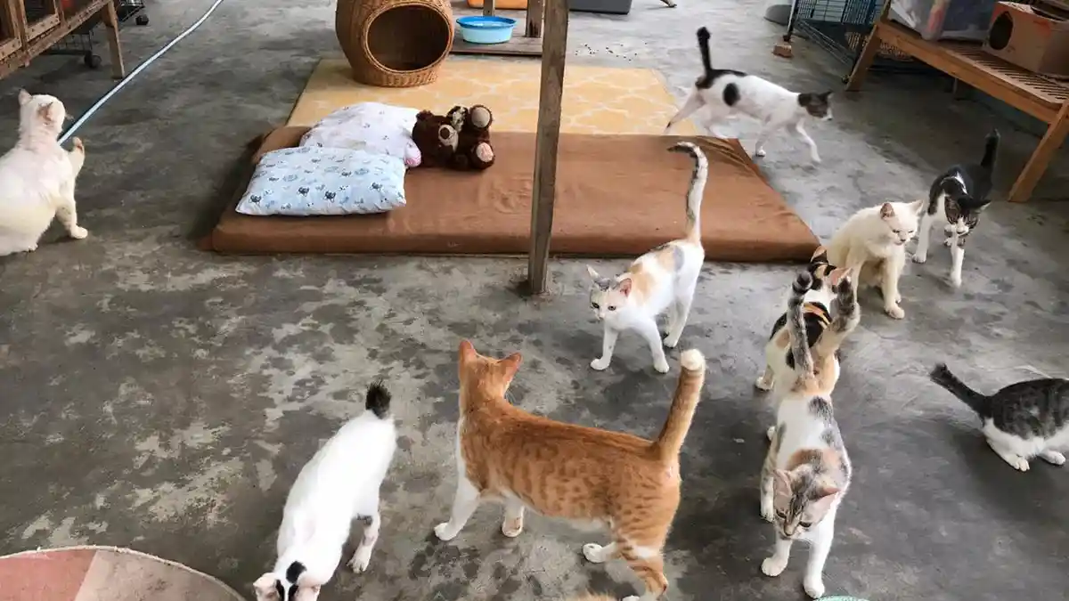 Tiap Bulan Ada Open Adopsi di Sekolah Kucing Tabalong