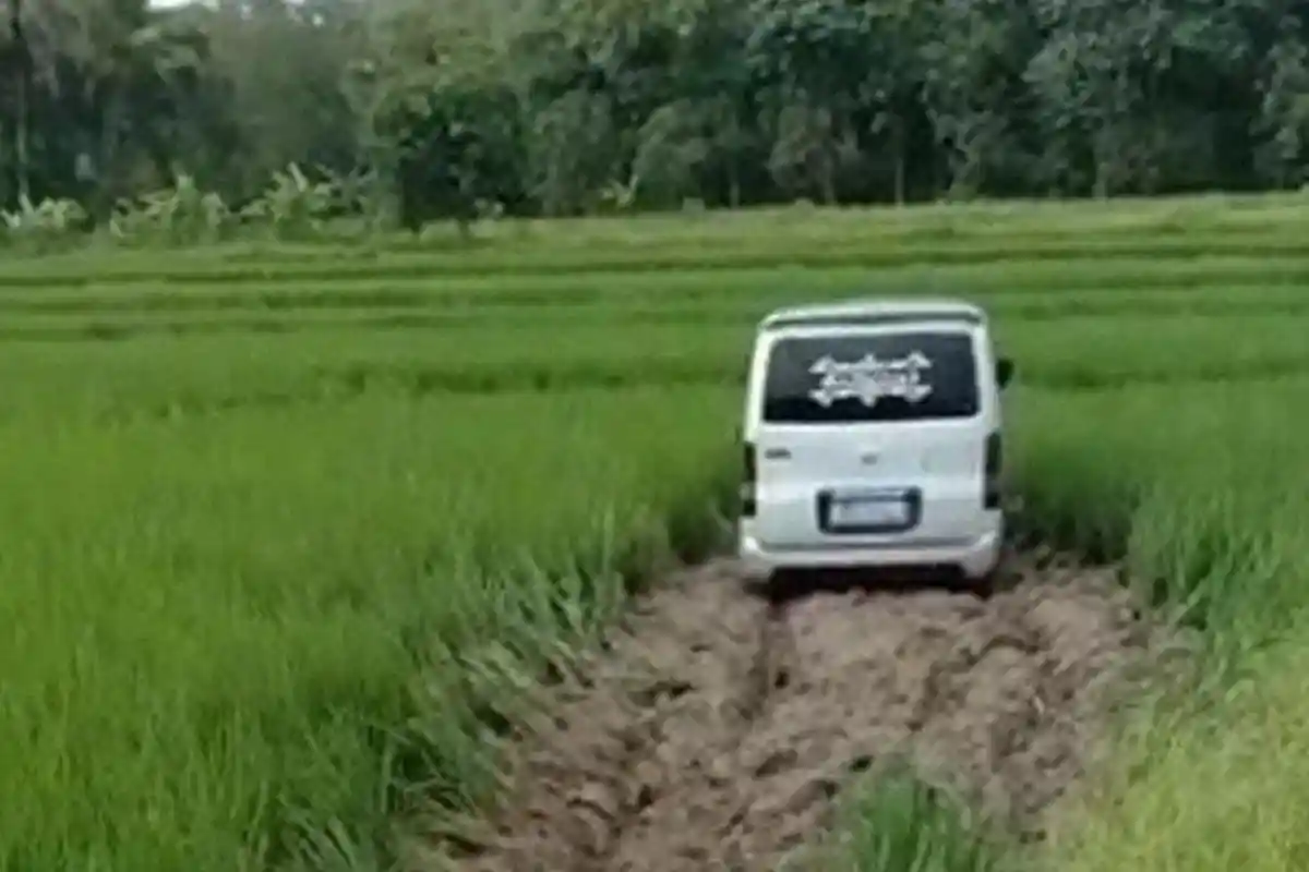 Viral Video Mobil Terperosok Masuk ke Persawahan, Sopir Disebut Ngantuk hingga Salah Jalan