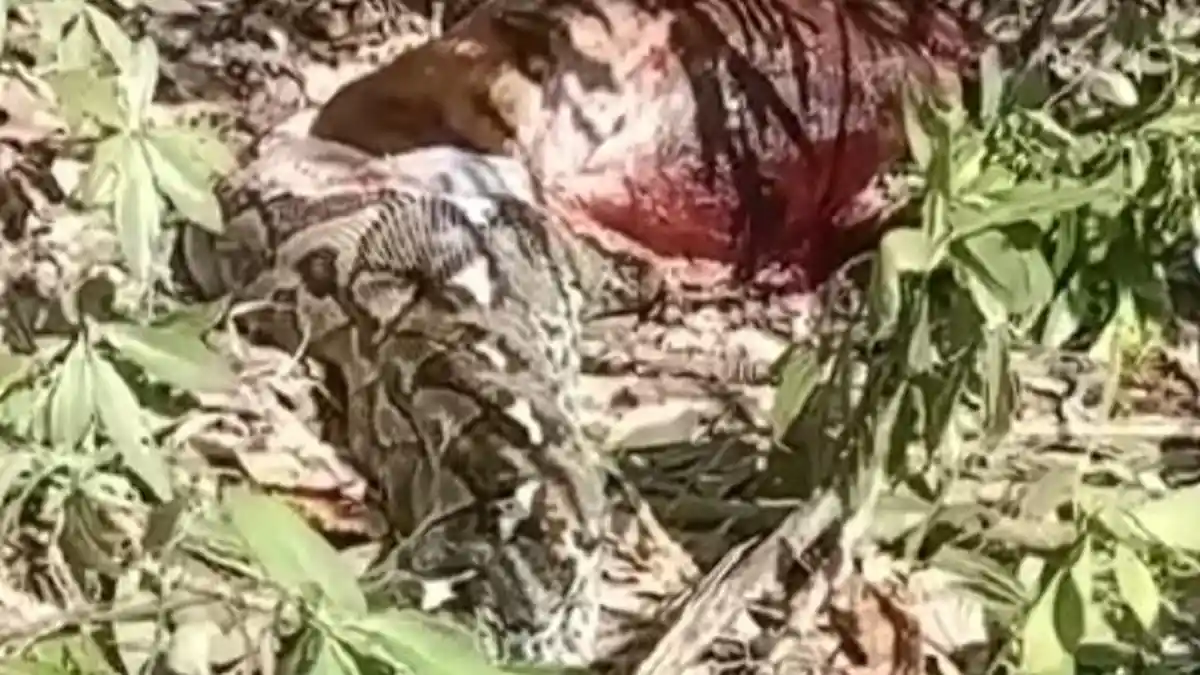 Nyaris Tewas Usai Dililit, Pria di Polman Tebas Ular Piton 7 Meter