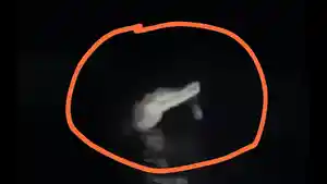 Seekor-buaya-berukuran-sekitar-tiga-meter-terekam-muncul-di-perairan-Pantai-Dusun-Labuan-Pasangkayu.jpg
