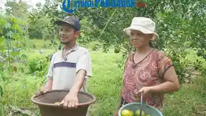 dua-orang-petani-jeruk-Desa-Ratu-Sepudak.jpg