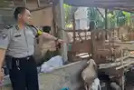 Fakta di Balik Video Viral Penemuan 8 Ekor Kambing di Pinggir Jalan Desa Karangrejo Blitar