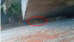 anjing-liar.jpg