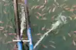 KAMPUNG WISATA KERAMBA 22