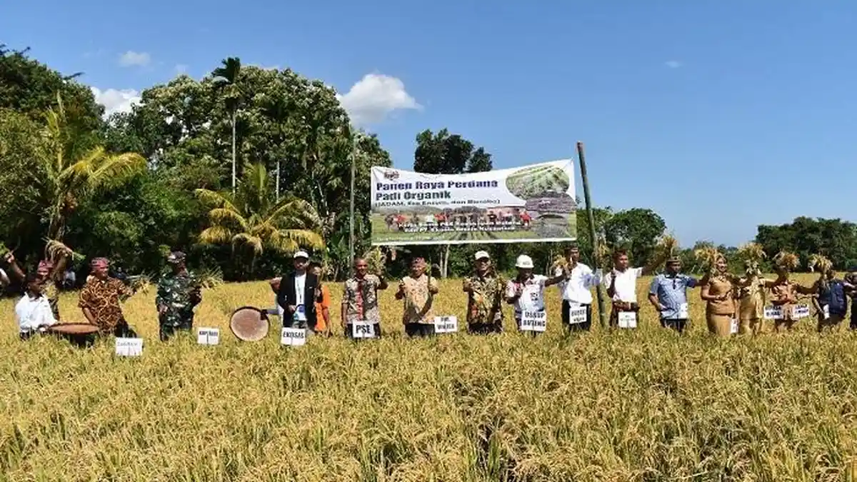 Dukung Pariwisata Labuan Bajo, Kualitas Beras Lembor Ditingkatkan