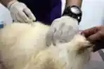 Pelayanan Kesehatan Hewan
