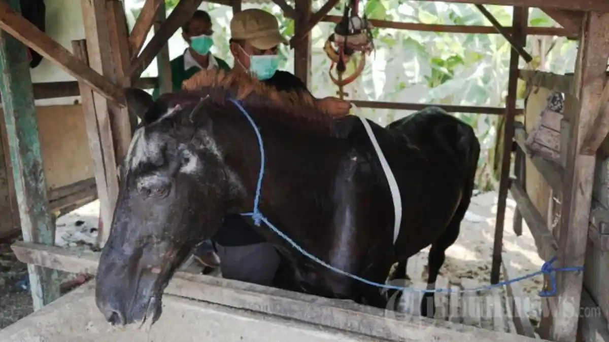 Setelah Pandemi Covid-19 Mereda, Waspadai Virus Hendra, Gejalanya dari Bingung hingga Pusing