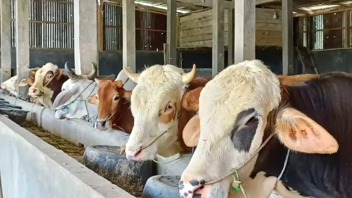 Jelang Idul Adha, Harga Sapi Kurban di Lampung Barat Mulai Rp 15 Juta per Ekor
