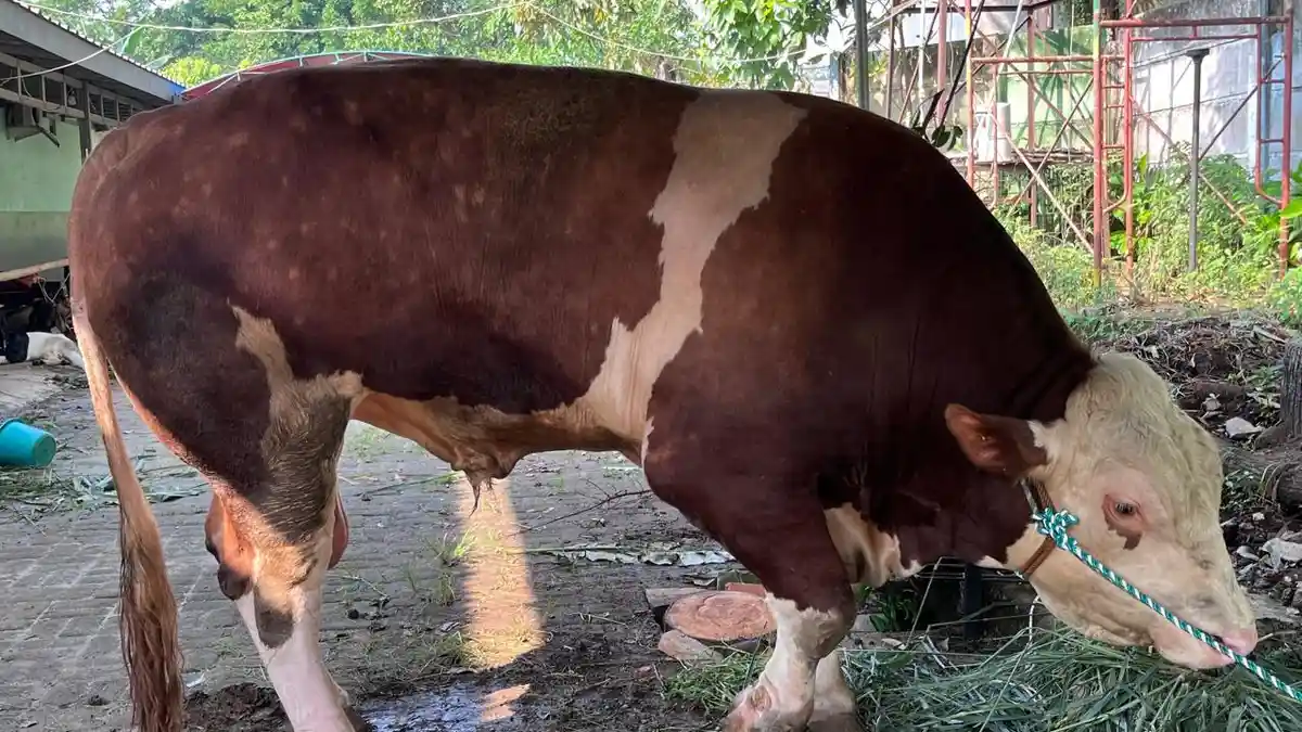 Penampakan Batalion, Sapi Kurban Presiden Prabowo Subianto di Tangsel