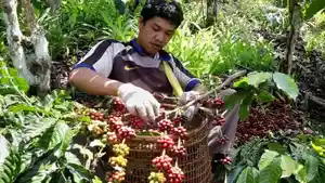 Petani-di-Kecamatan-Sindang-Danau-sedang-melakukan-pemetikan-kopi.jpg