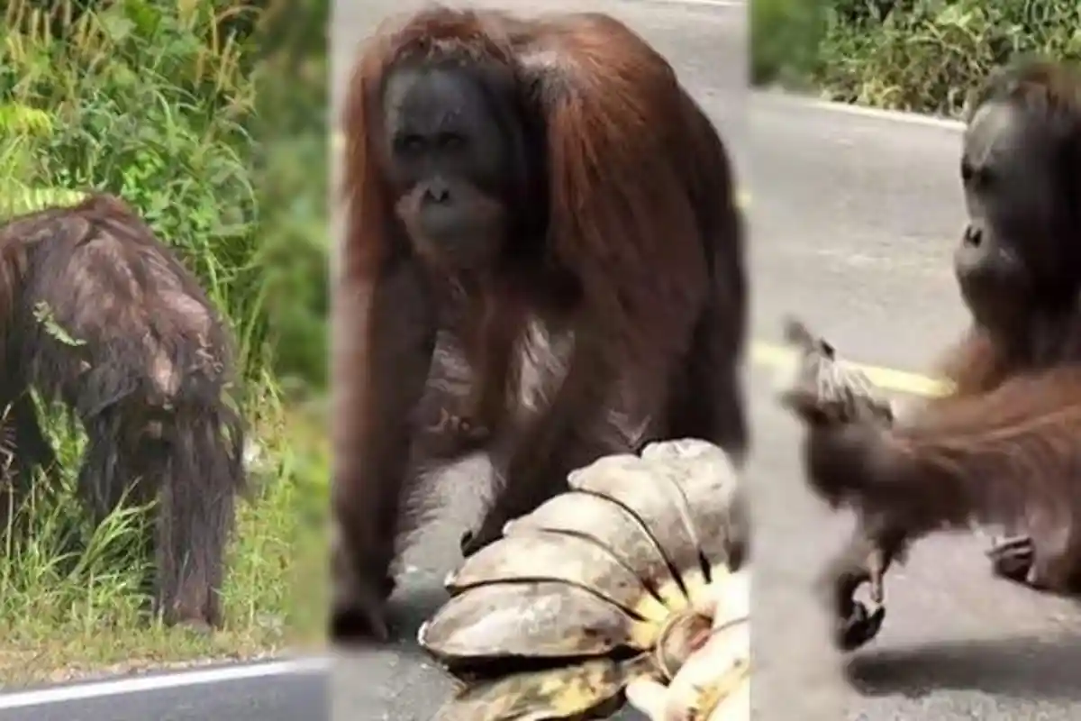 Viral Video Detik-detik Orang Utan di Kutai Timur Turun ke Jalan, Diduga Alami Kelaparan