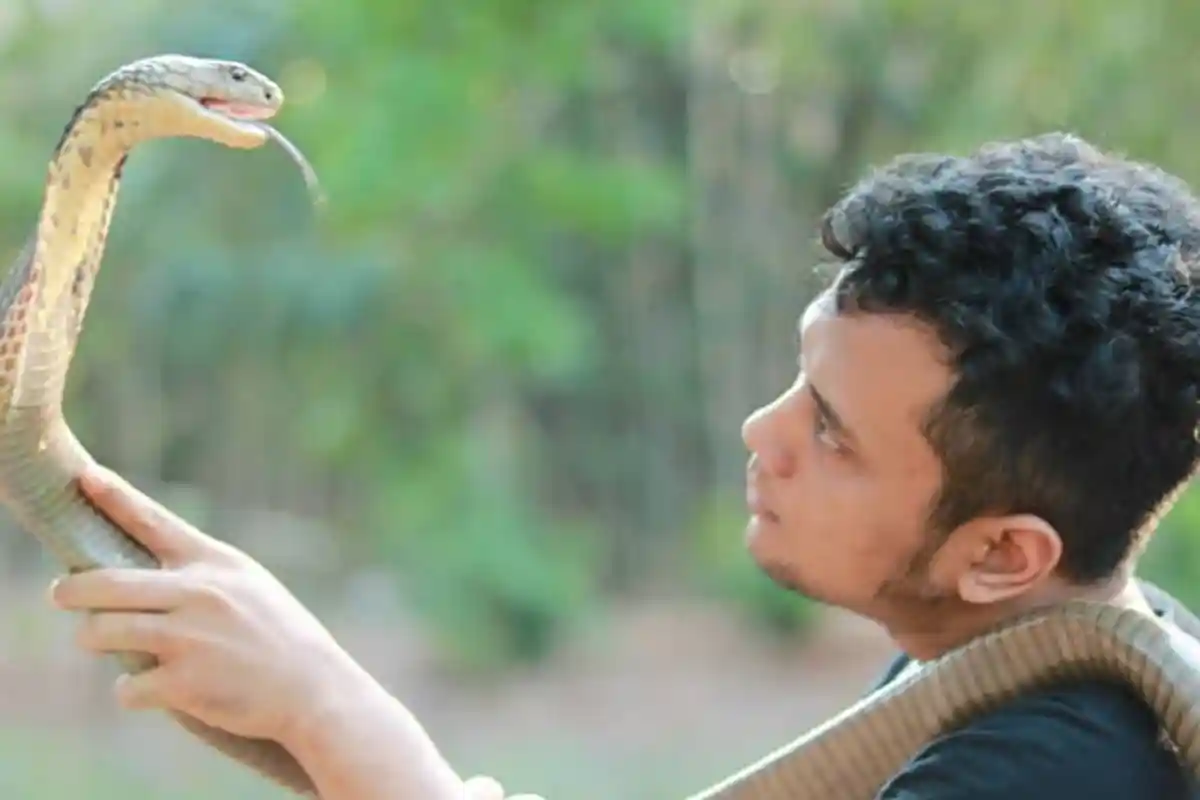 Kru Digigit Ular Berbisa Mematikan, Panji Petualang Keluarkan Obat Sakti