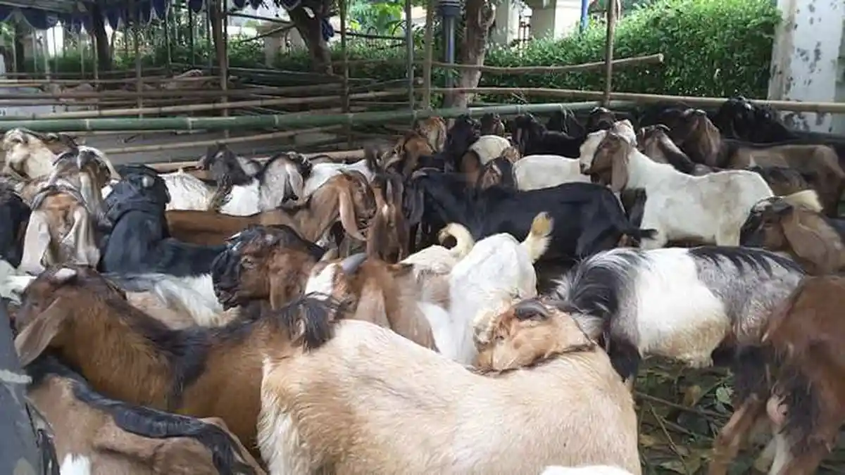 Belasan Hewan Kurban di Bekasi Terdeteksi Mengidap Penyakit
