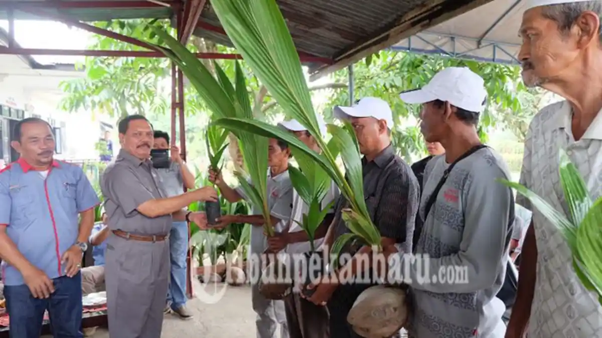 Petani Inhil Korban Hama Kumbang PT BPLP Terima Bantuan Bibit dari Perusahaan
