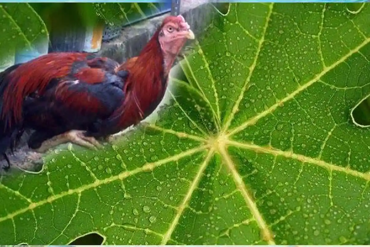 Cara Obati Ayam Cacingan dengan Daun Pepaya, Ampuh Sebagai Obat Alami