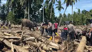 Empat-ekor-gajah-dikerahkan-untuk-membersihkan-tumpukan-kayu-sisa-banjir.jpg