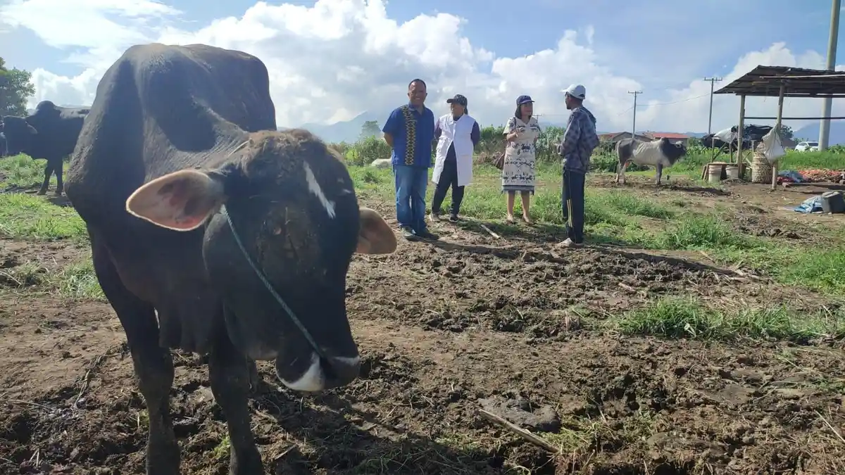 Jelang Idul Adha, Disternak Karo Cek Kesehatan Hewan Kurban