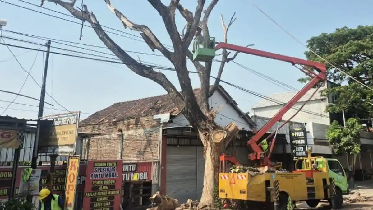Ancam Nyawa Pengendara: Belasan Pohon di Jalur Ponorogo-Madiun Sengaja Dibor dan Dibakar Hingga Mati