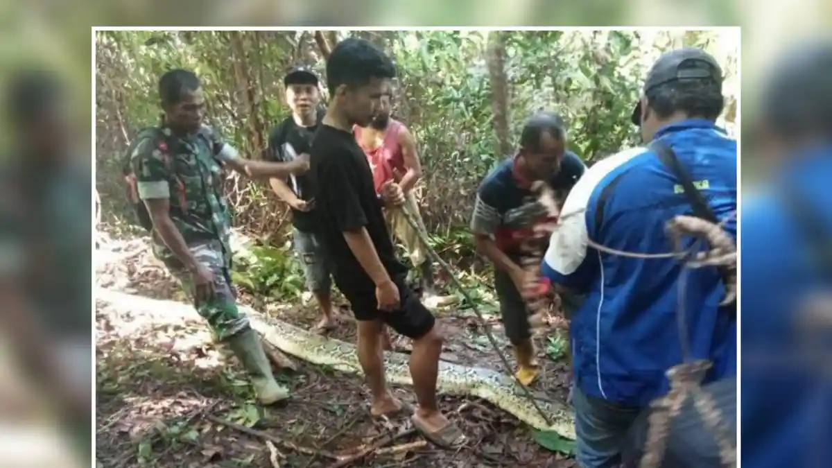 NASIB Tragis Suriati Ditelan Ular Piton, Awalnya Pergi Beli Obat untuk Anaknya Berusia 3 Tahun Sakit