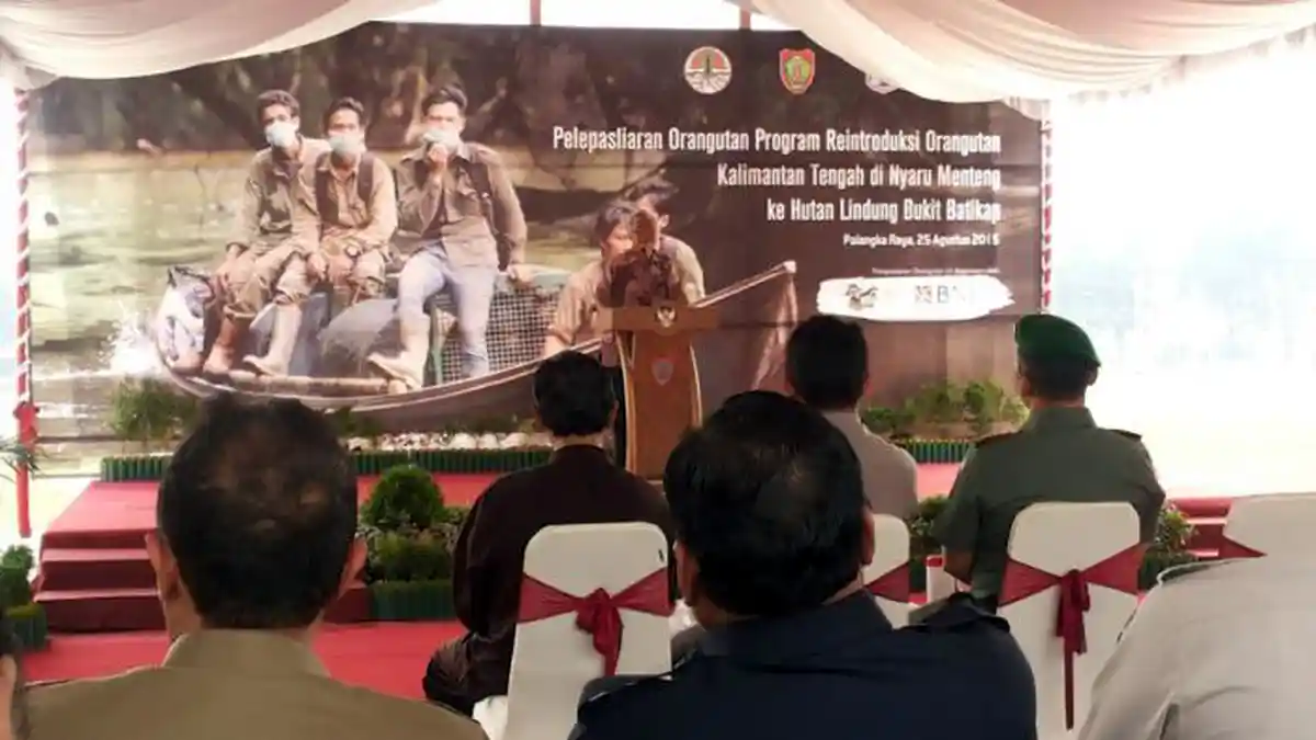 20 Orangutan Dilepasliarkan di Bukit Batikap