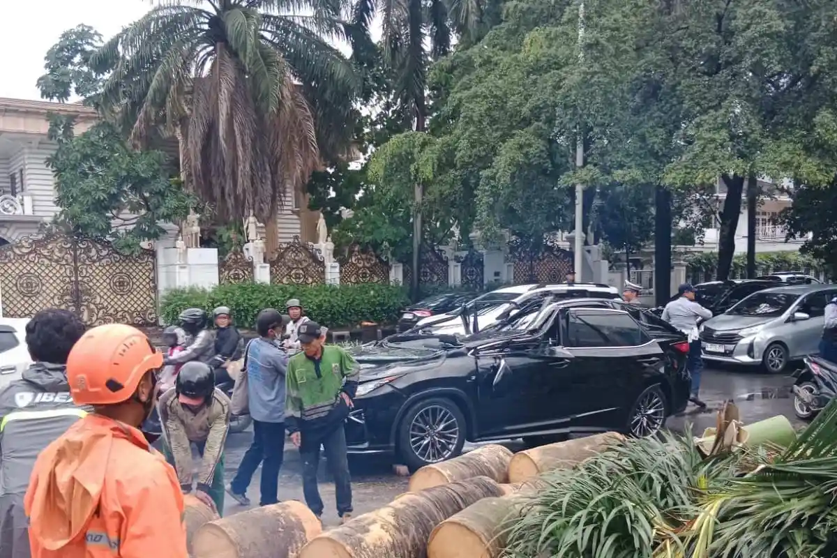 Pohon Tumbang di Kawasan Elit Pondok Indah Jaksel Jadi Momok, 2 Korban Jiwa dalam 5 Tahun Terakhir