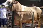 Salah-satu-sapi-kurban-Presiden-Prabowo-di-Sulbar-jenis-Simental.jpg