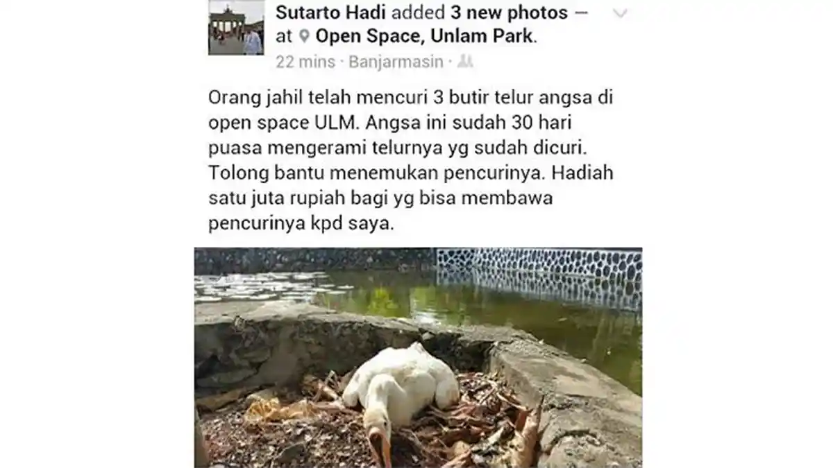 Yuk, Bantu Rektor Sutarto Temukan Pencuri Telur Angsa di Kampusnya