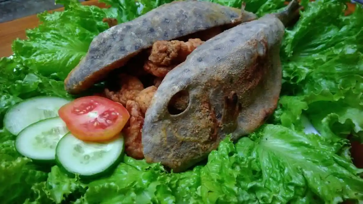 Santapan Ikan Kudu-kudu, Salah Masak Malah Bisa Beracun