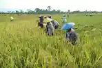 sawah-di-kaltara.jpg