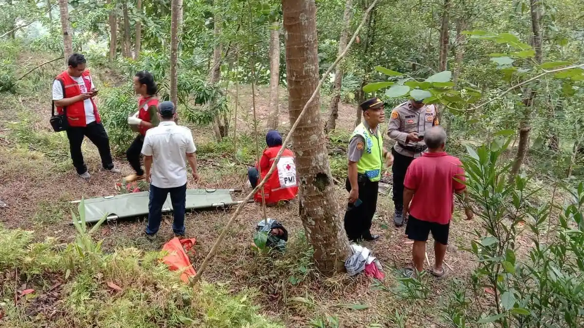 Pohon Jenitri Tumbang Tewaskan Warga di Sruweng Kebumen