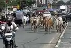 Gerombolan Sapi Liar Berkeliaran di Jalur Mudik Jalinsum Indralaya, Pemudik Nyaris Kecelakaan