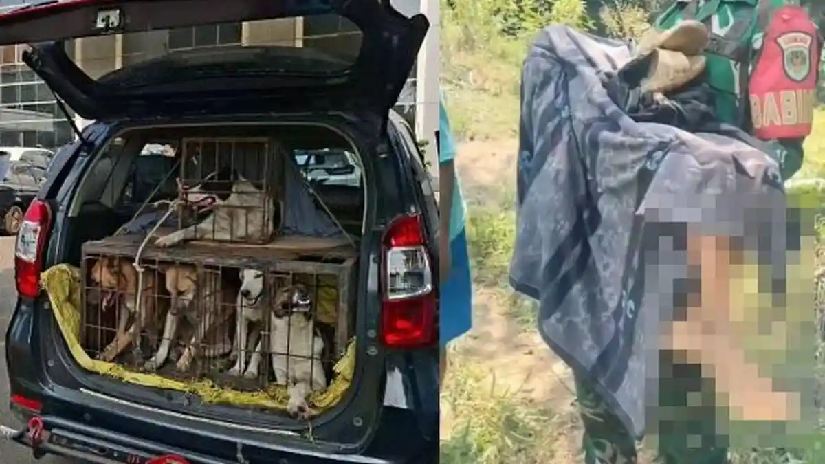 Terungkap Nasib 4 Anjing Diduga Gigit Bocah hingga Tewas di Jasinga Bogor, Kini Dites Rabies