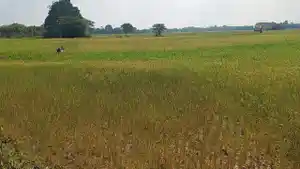 Sawah-warga-di-Desa-Tuo-Ilir-Kecamatan-Tebo-Ilir-Kabupaten-Teb.jpg