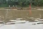 Pencari Cacing Sutera di Kali Cisadane Tangerang