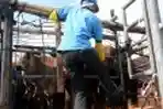 Sapi Impor Tiba di Jakarta