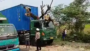 Pohon-Tumbang-Pengenan-Cirebon-Pantura.jpg