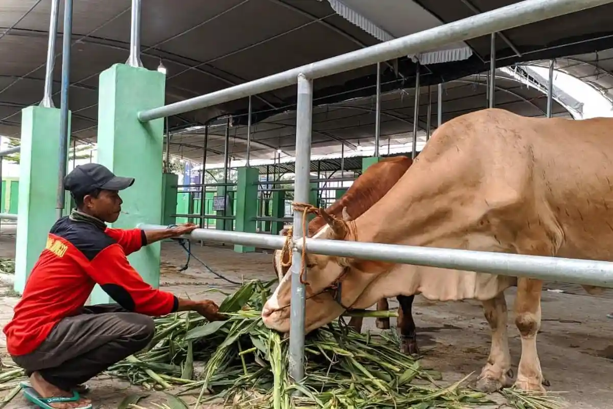 Musim Pancaroba, Sapi di Bojonegoro Rawan Terserang Demam dan Diare