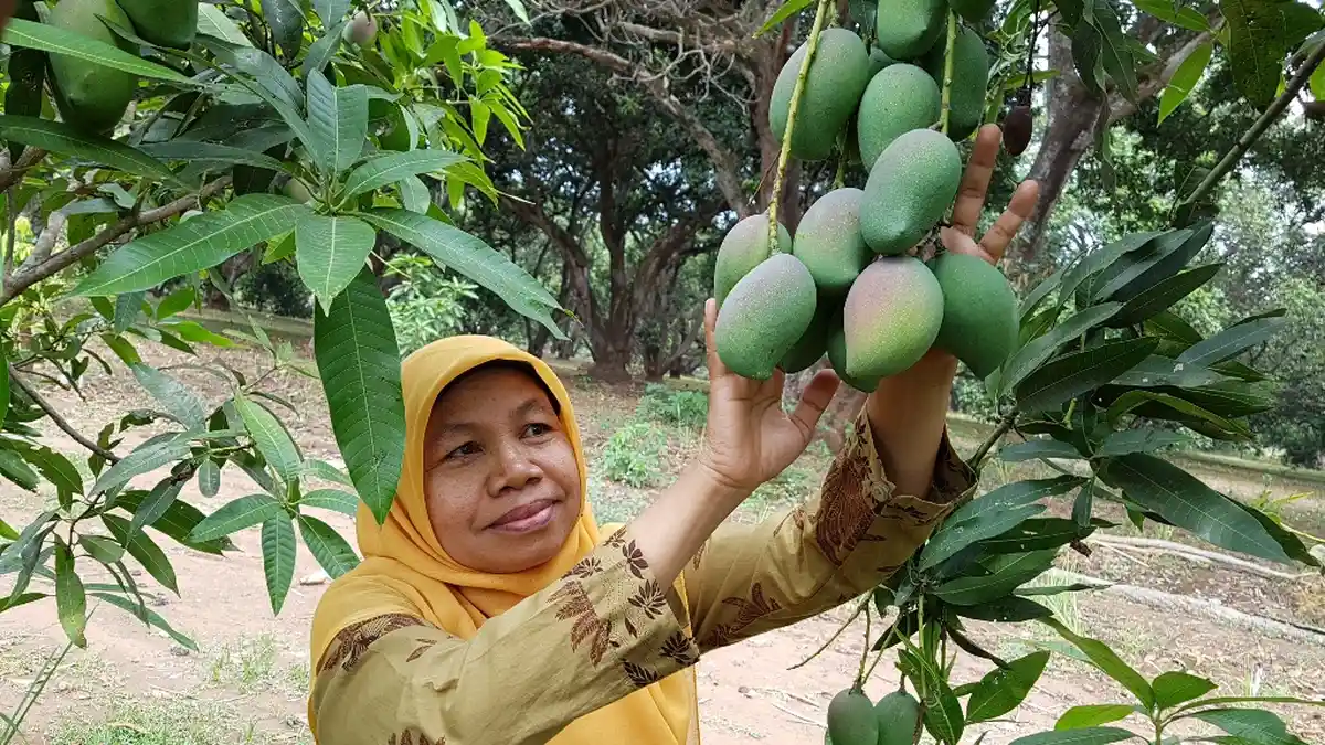 Mengenal Mangga Pisang Melalui Cara Makan, Hasil Penelitian KP Cukurgondang Di Pasuruan