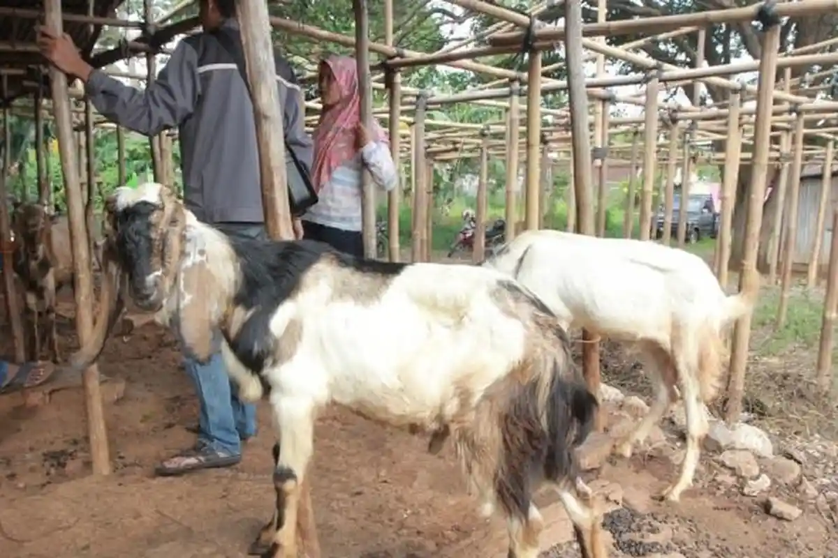 Tips Memilih Hewan Kurban Terbaik untuk Idul Adha 2021, Perhatikan Kriteria Ini!