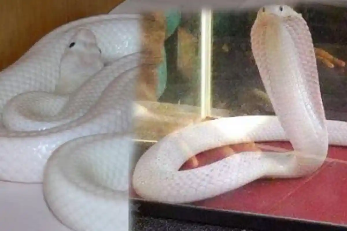 Musim Hujan Sudah Tiba, Inilah Lima Fakta Ular Kobra yang Perlu Anda Tahu