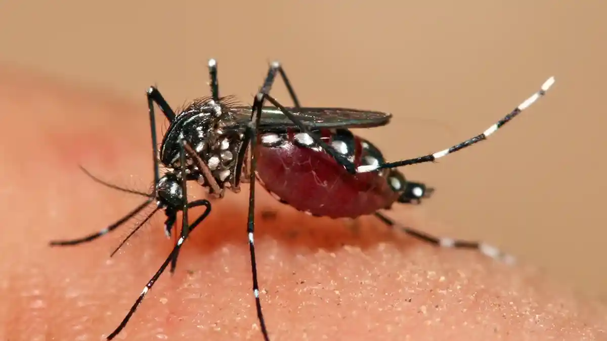 Waspadai Virus Zika, DKK Solo Imbau Warga Terapkan Perilaku Hidup Bersih