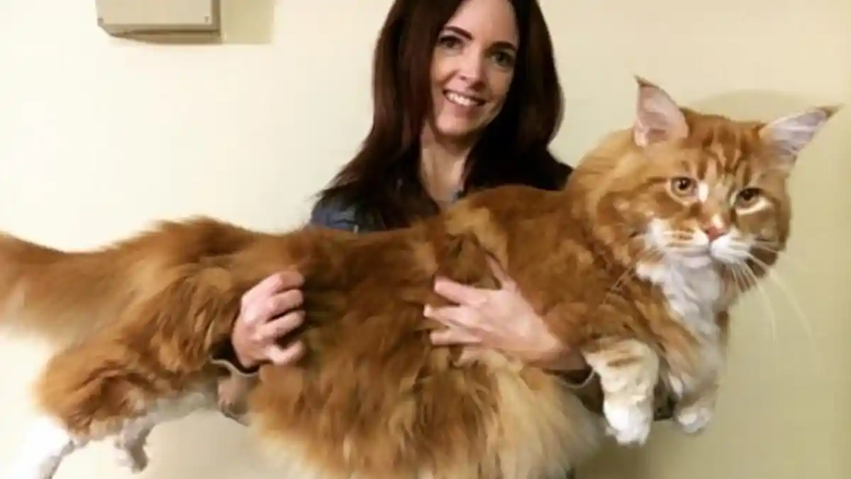 Menggemaskan! Inikah Kucing Terpanjang dan Terbesar di Dunia ...
