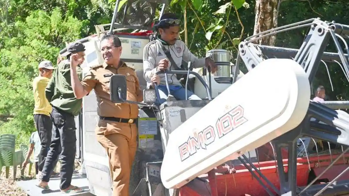 Panen Raya di Nekamese, Hasil Padi P3A Lestari Tembus 8 Ton per Hektare