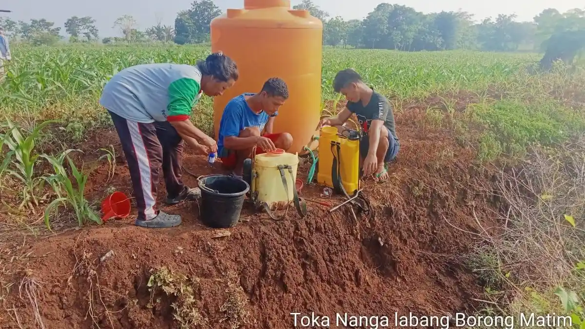Serangan Hama Ulat Grayak Meluas ke Kecamatan Ranamese dan Kota Komba