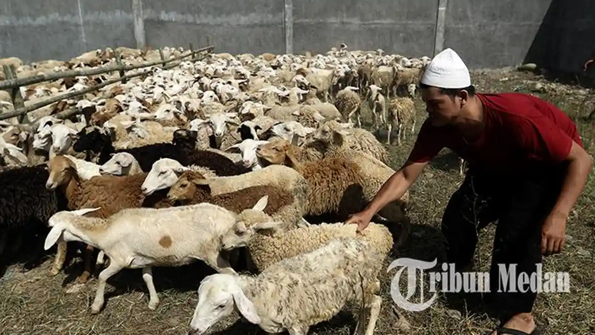 Daftar Kecamatan Penghasil Daging Domba dan Babi Terbanyak di Kabupaten Labuhanbatu Utara