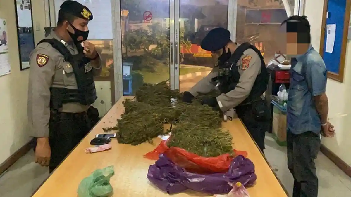 Tim URC Polres Lhokseumawe Gagalkan Peredaran 10 Kg Ganja